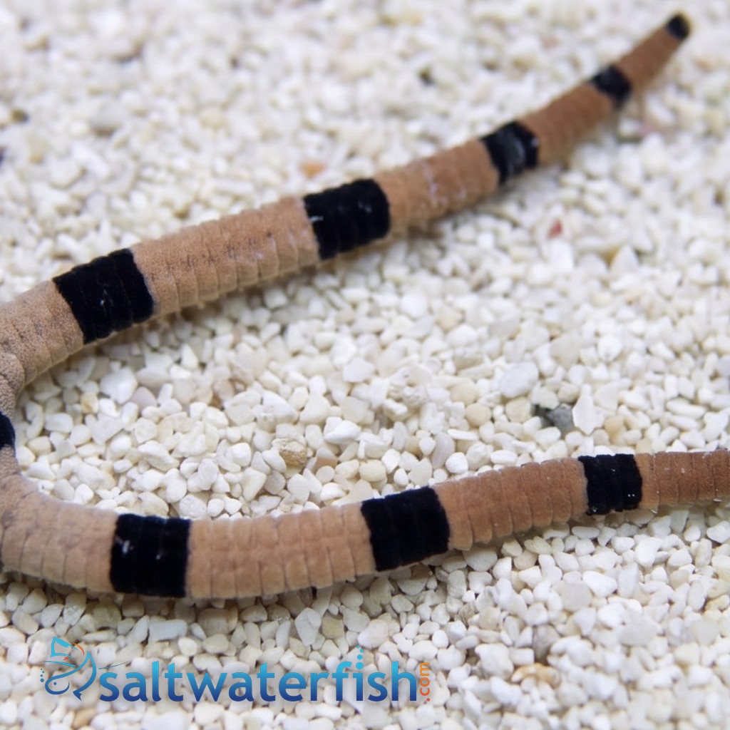 Banded Serpent Starfish - Caribbean