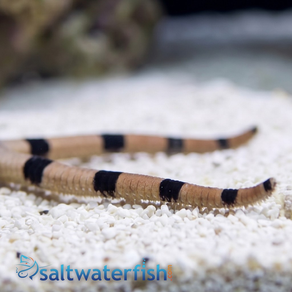 Banded Serpent Starfish - Caribbean