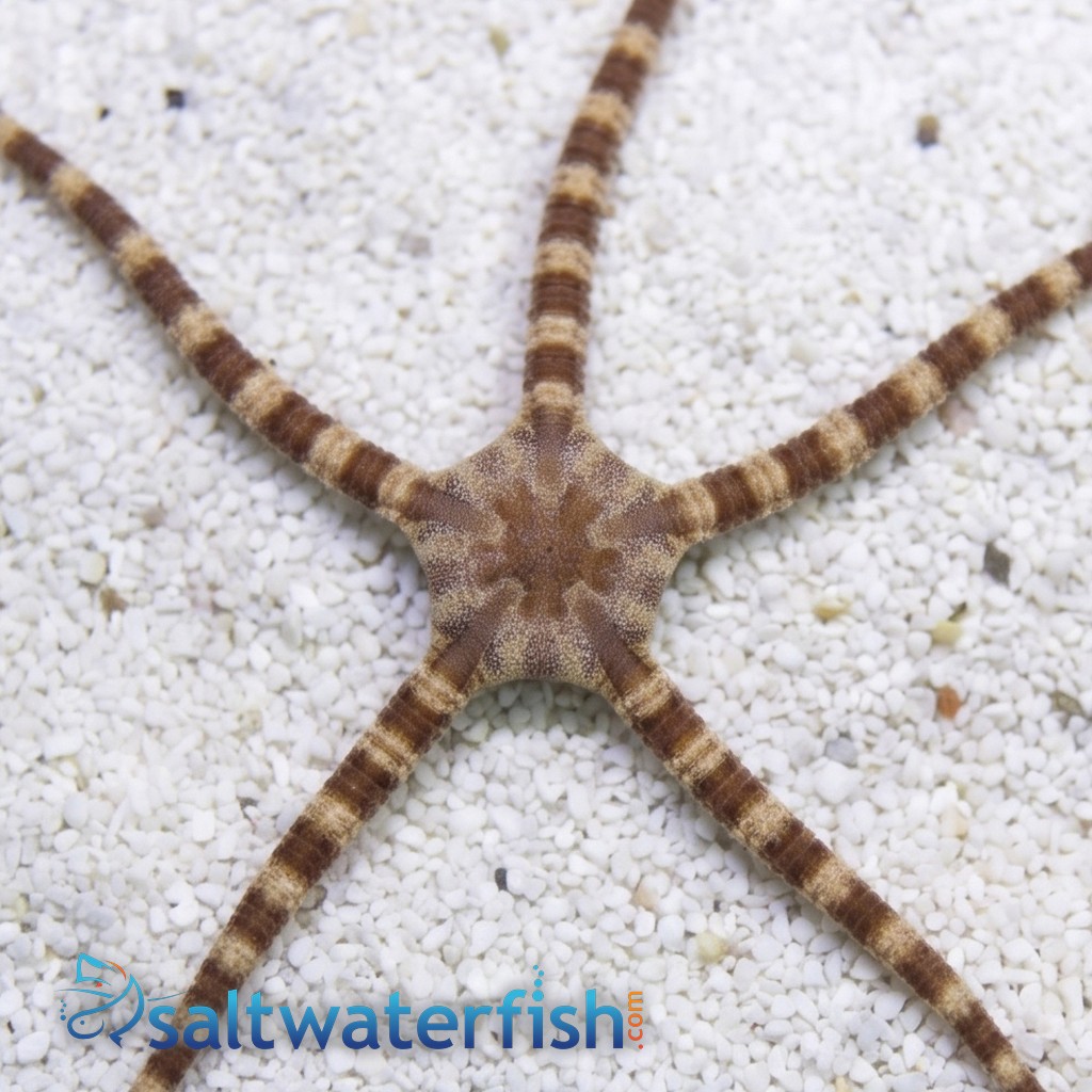 Banded Serpent Starfish - Caribbean