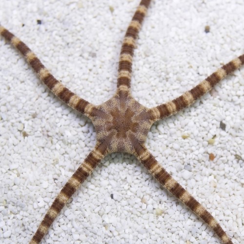 Banded Serpent Starfish - Caribbean