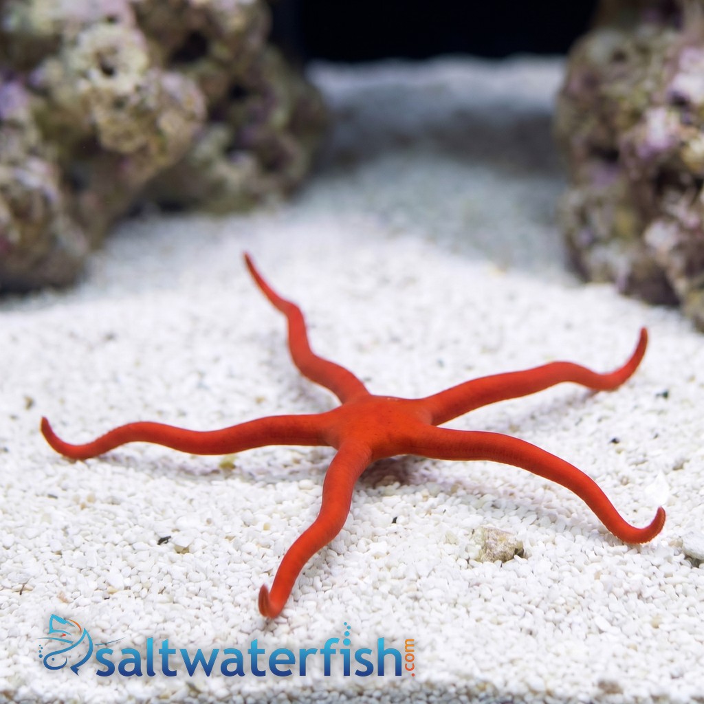 Red Serpent Starfish