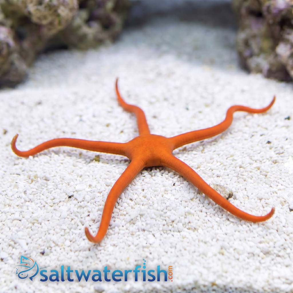 Red Serpent Starfish