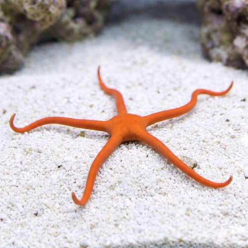 Red Serpent Starfish