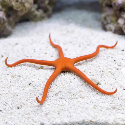 Red Serpent Starfish