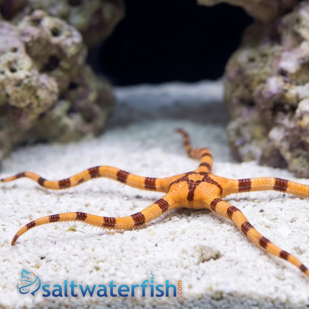 Tiger Brittle Star