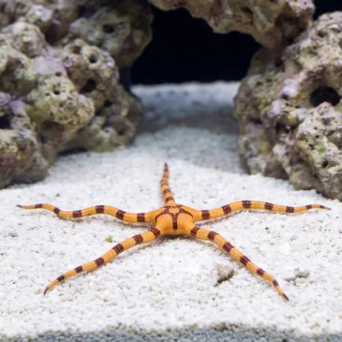 Tiger Brittle Star