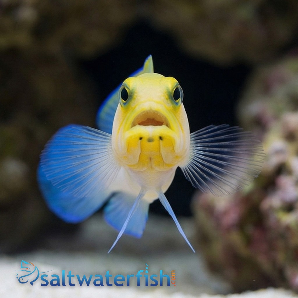 Pearly Jawfish