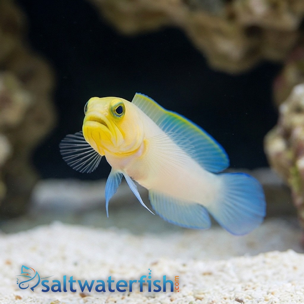 Pearly Jawfish