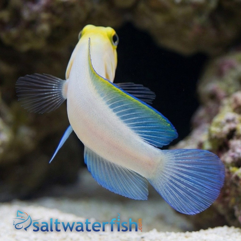 Pearly Jawfish