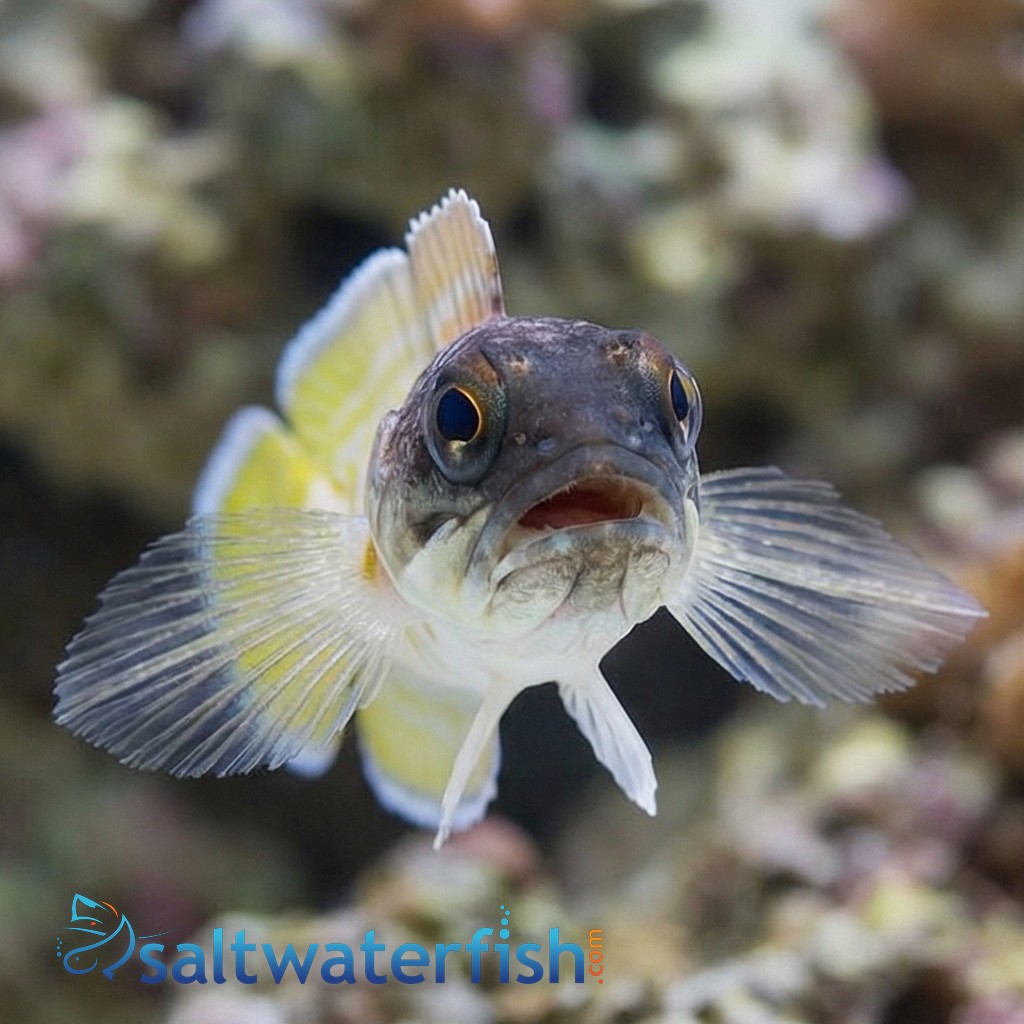 Black Cap Jawfish