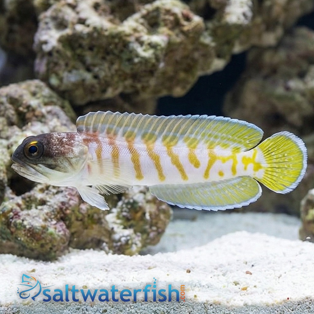 Black Cap Jawfish