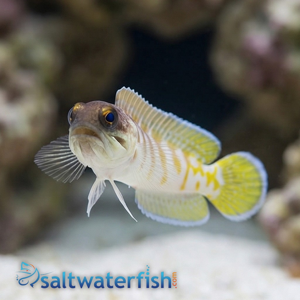 Black Cap Jawfish