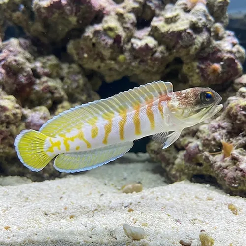 Black Cap Jawfish