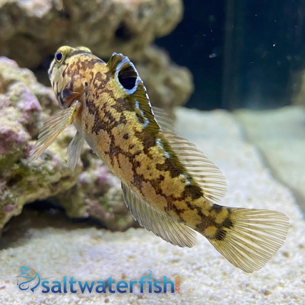 Chinstrap Jawfish 