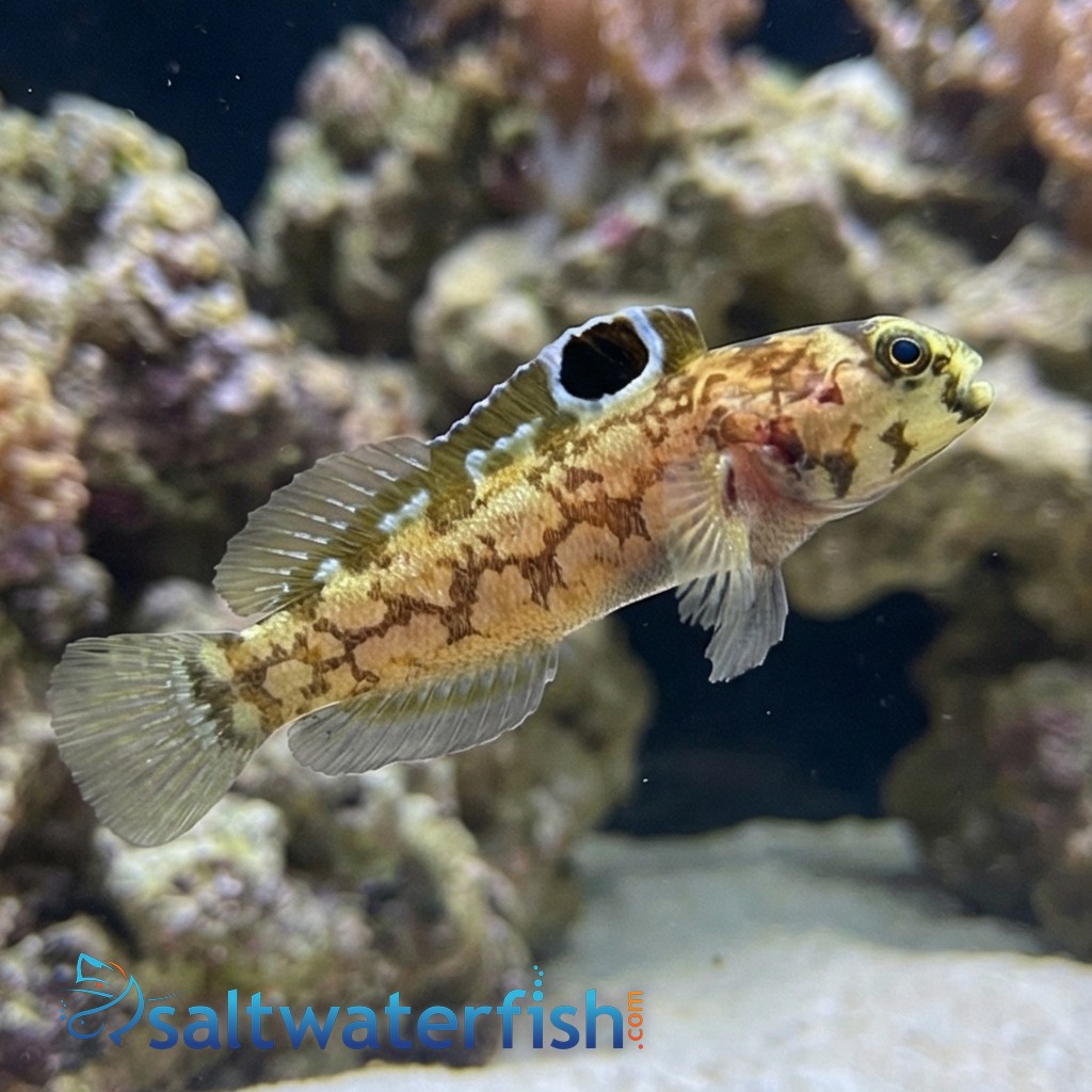 Chinstrap Jawfish 