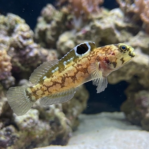 Chinstrap Jawfish 