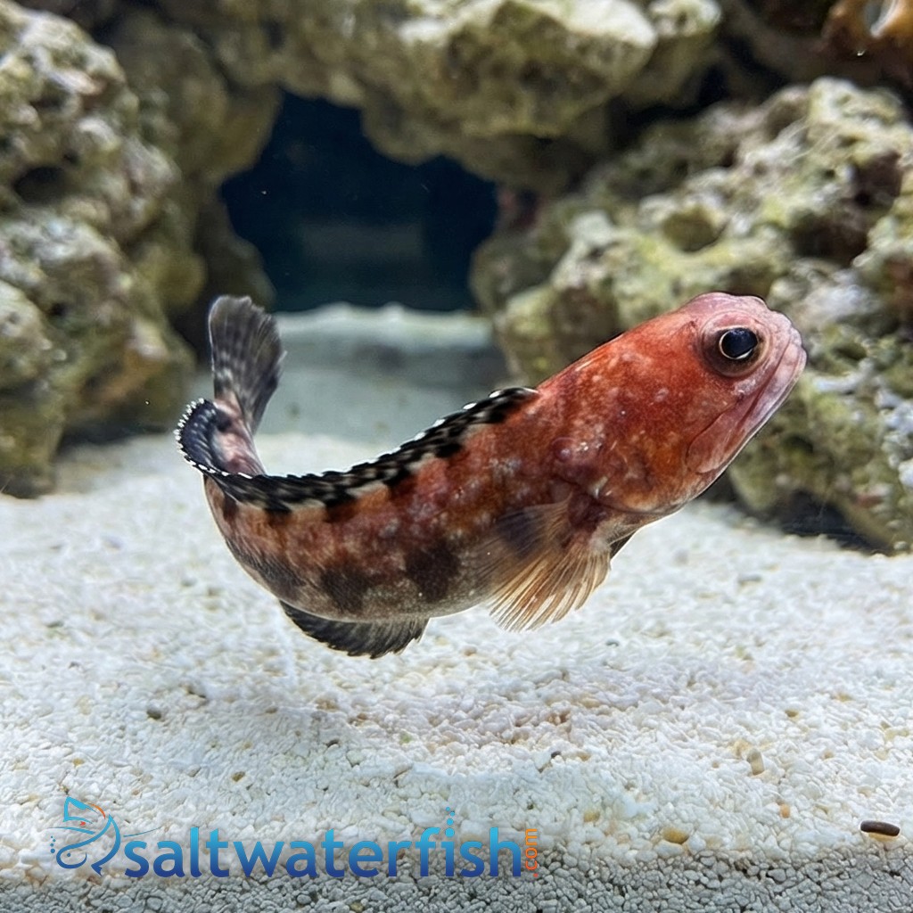 Variable Jawfish