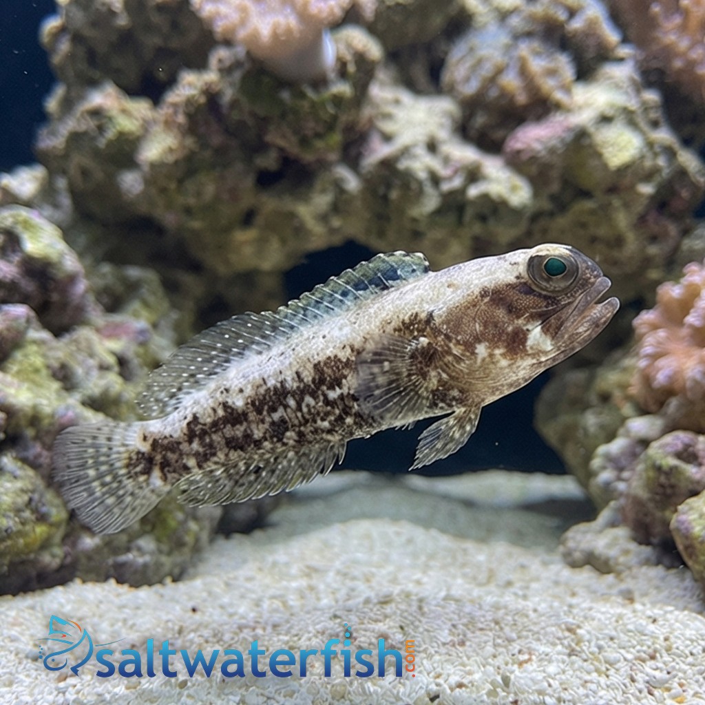 Dusky Jawfish