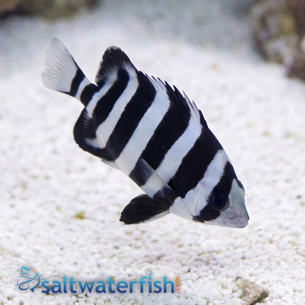 Barred Knifejaw