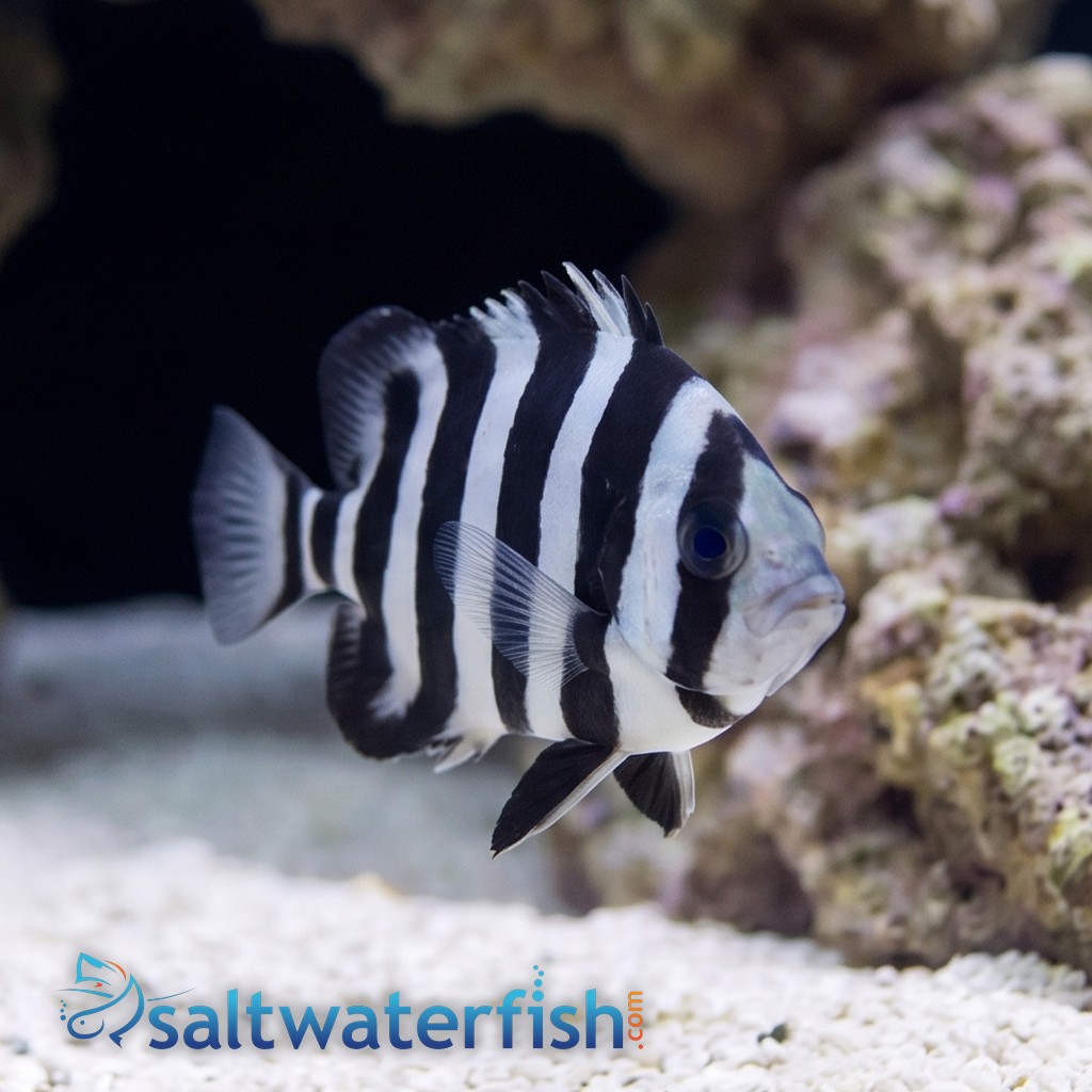 Barred Knifejaw