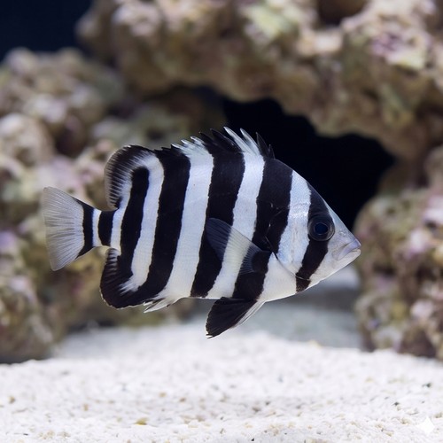 Barred Knifejaw
