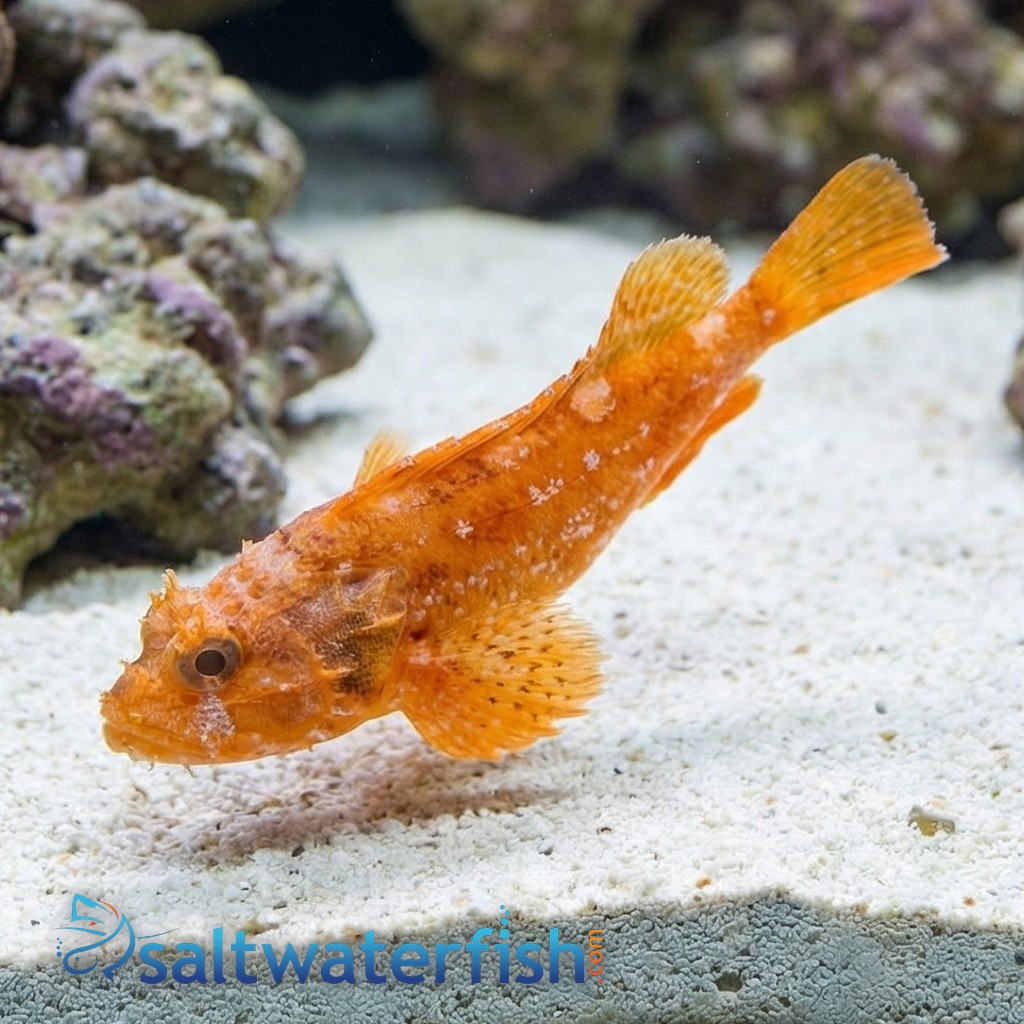 Toadfish: Orange - Atlantic