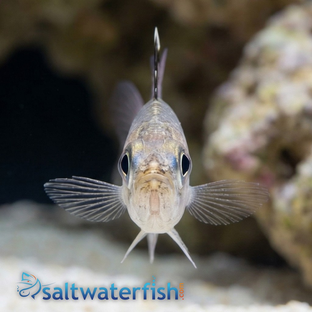 Frostfin Cardinal