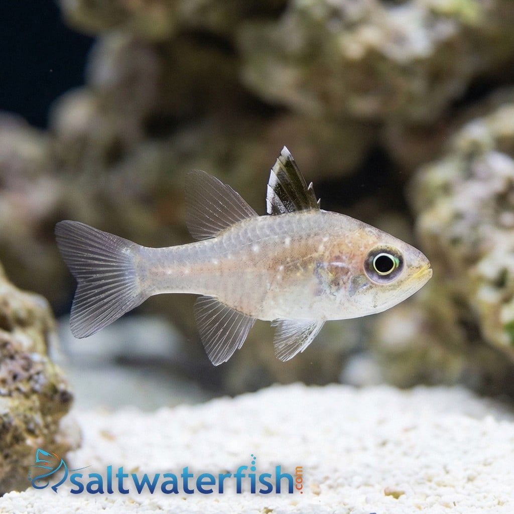 Frostfin Cardinal