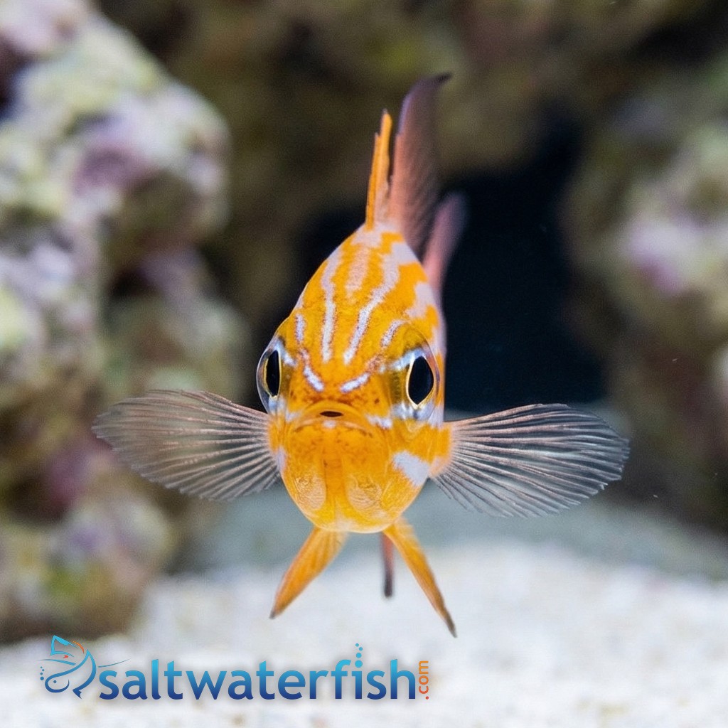 Orange Stripe Cardinal