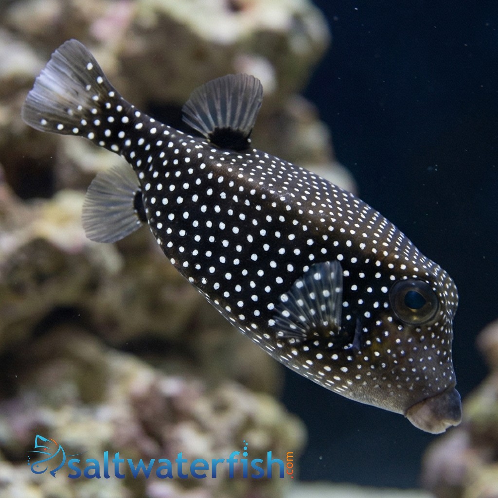 Blue Boxfish