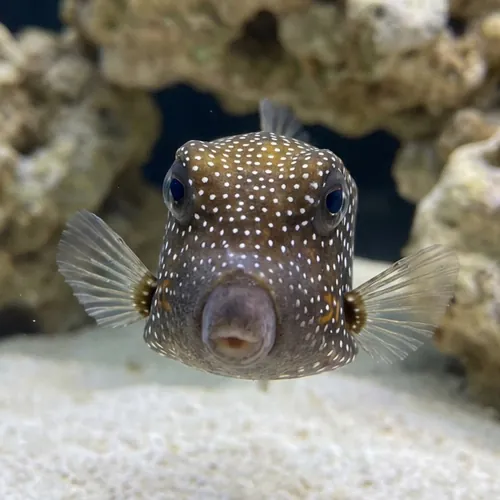 Blue Boxfish