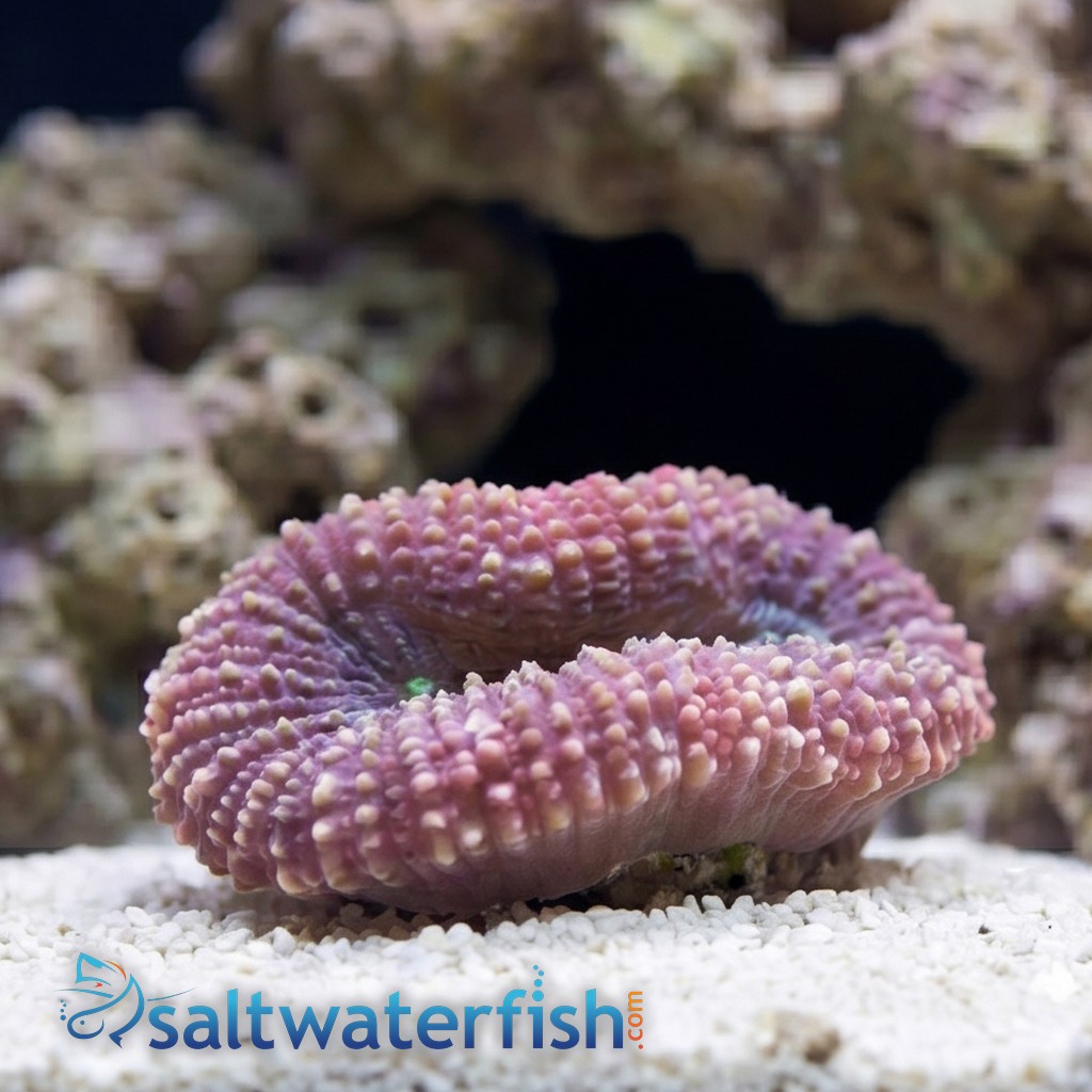 Oulophyllia Brain Coral - South Pacific