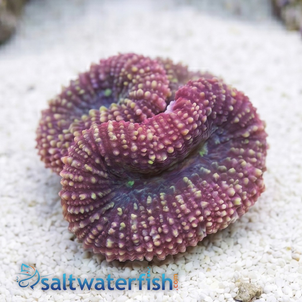 Oulophyllia Brain Coral - South Pacific