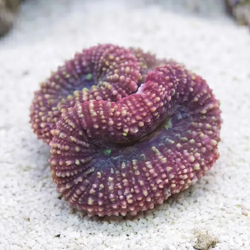 Oulophyllia Brain Coral - South Pacific
