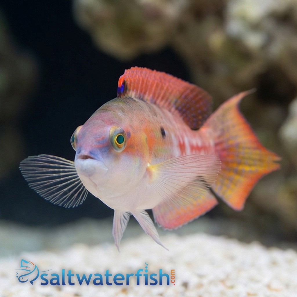 Two Spot Wrasse