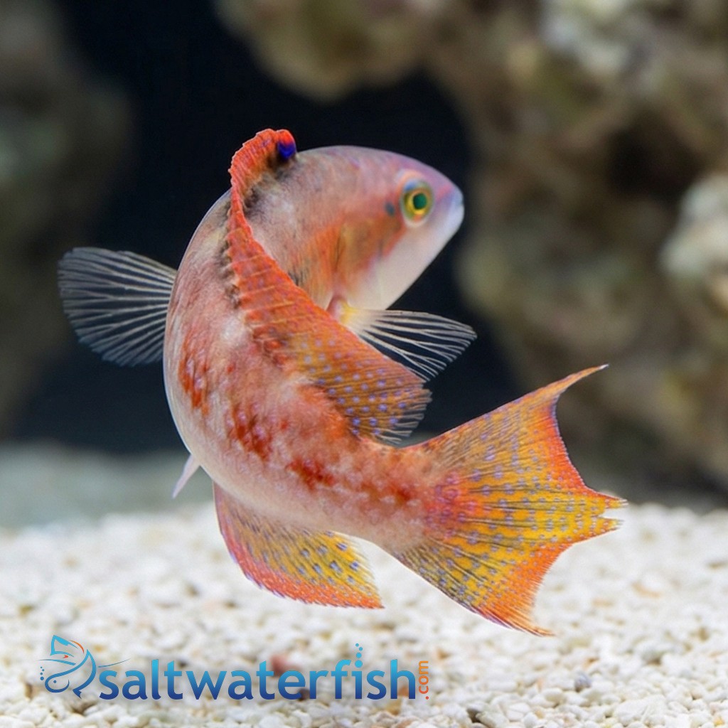 Two Spot Wrasse