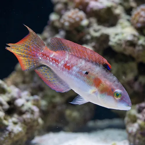 Two Spot Wrasse