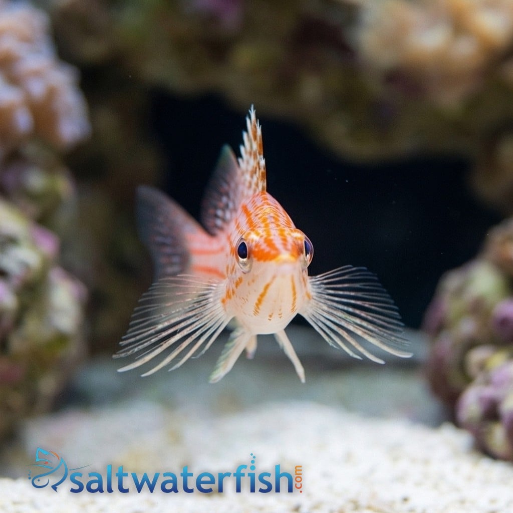 Longnose Hawkfish