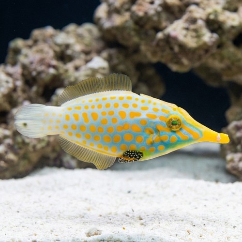 Orange Spotted Filefish - Fiji - MAC Certified