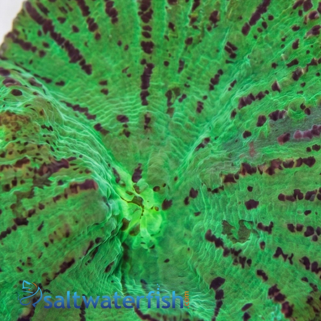 Chalice Big Eye: Green