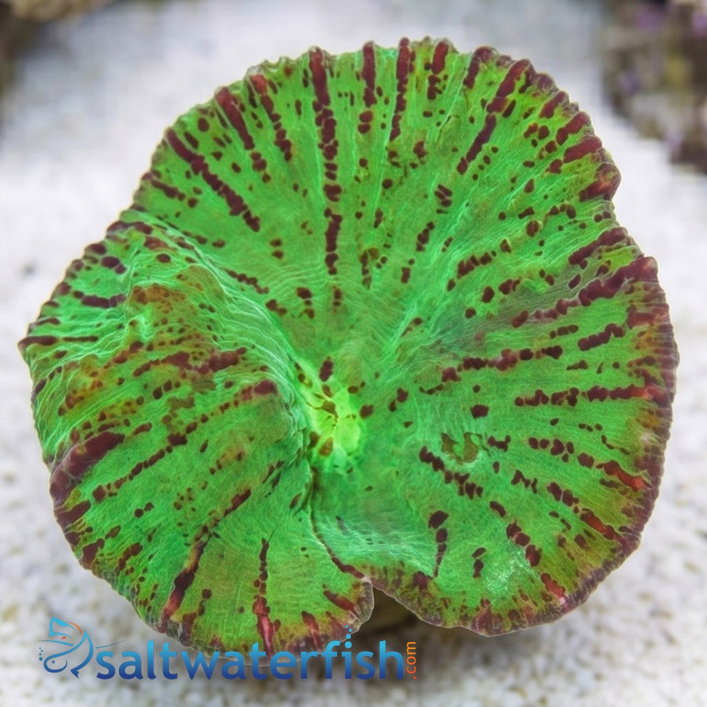 Chalice Big Eye: Green