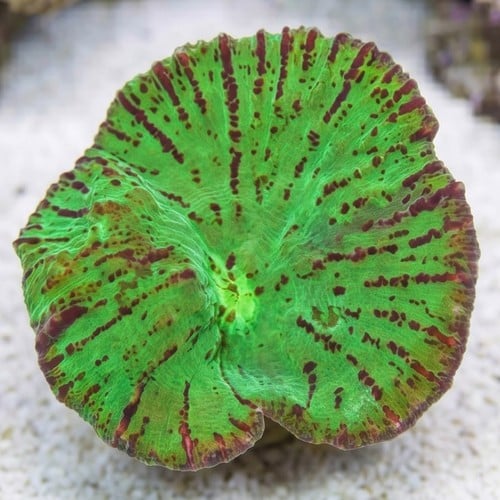 Chalice Big Eye: Green