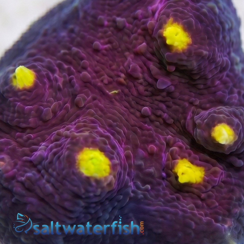 Chalice Oxypora : Red w/ Yellow Eyes - Aquacultured