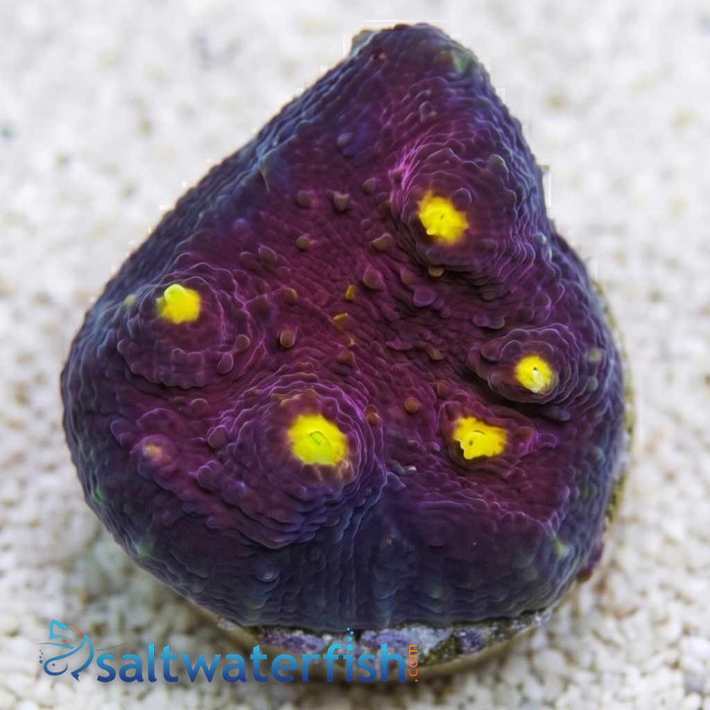 Chalice Oxypora : Red w/ Yellow Eyes - Aquacultured