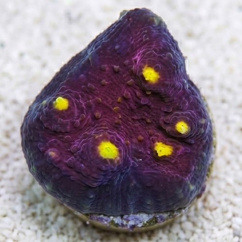 Chalice Oxypora : Red w/ Yellow Eyes - Aquacultured