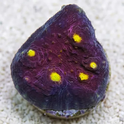 Chalice Oxypora : Red w/ Yellow Eyes - Aquacultured