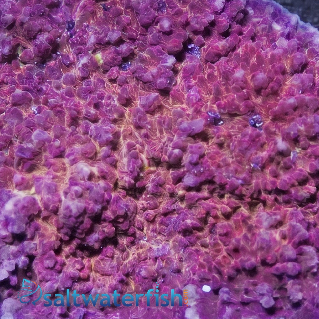 Chalice Big Red Eye - Aquacultured