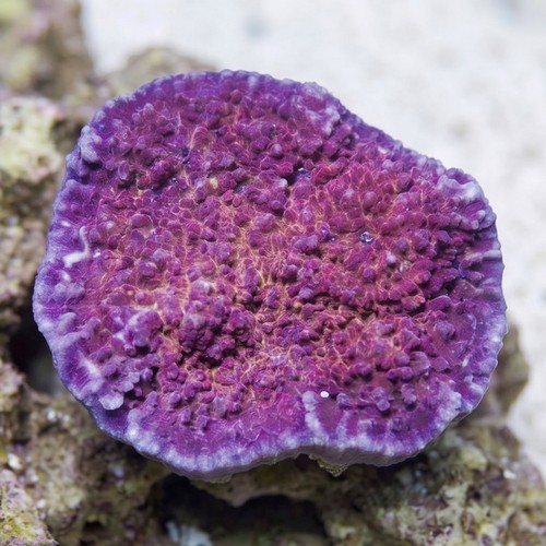 Chalice Big Red Eye - Aquacultured