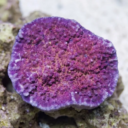 Chalice Big Red Eye - Aquacultured