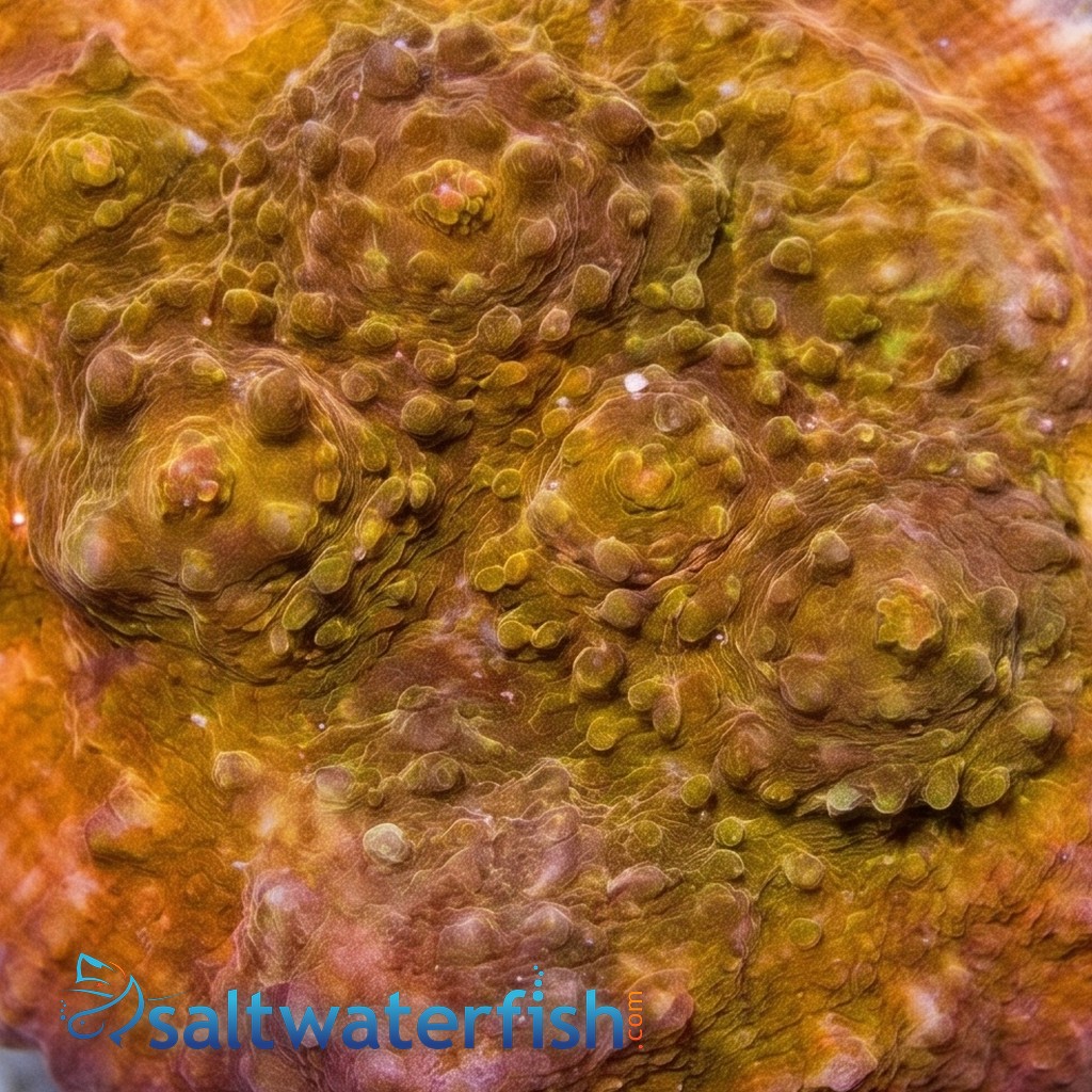 Chalice Big Orange w/ Orange Eye - Aquacultured